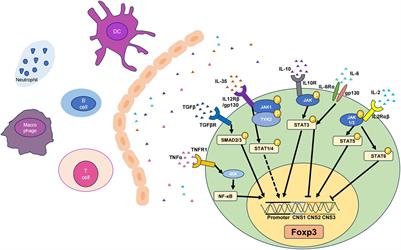 Regulation of Treg cells by cytokine signaling and co-stimulatory molecules